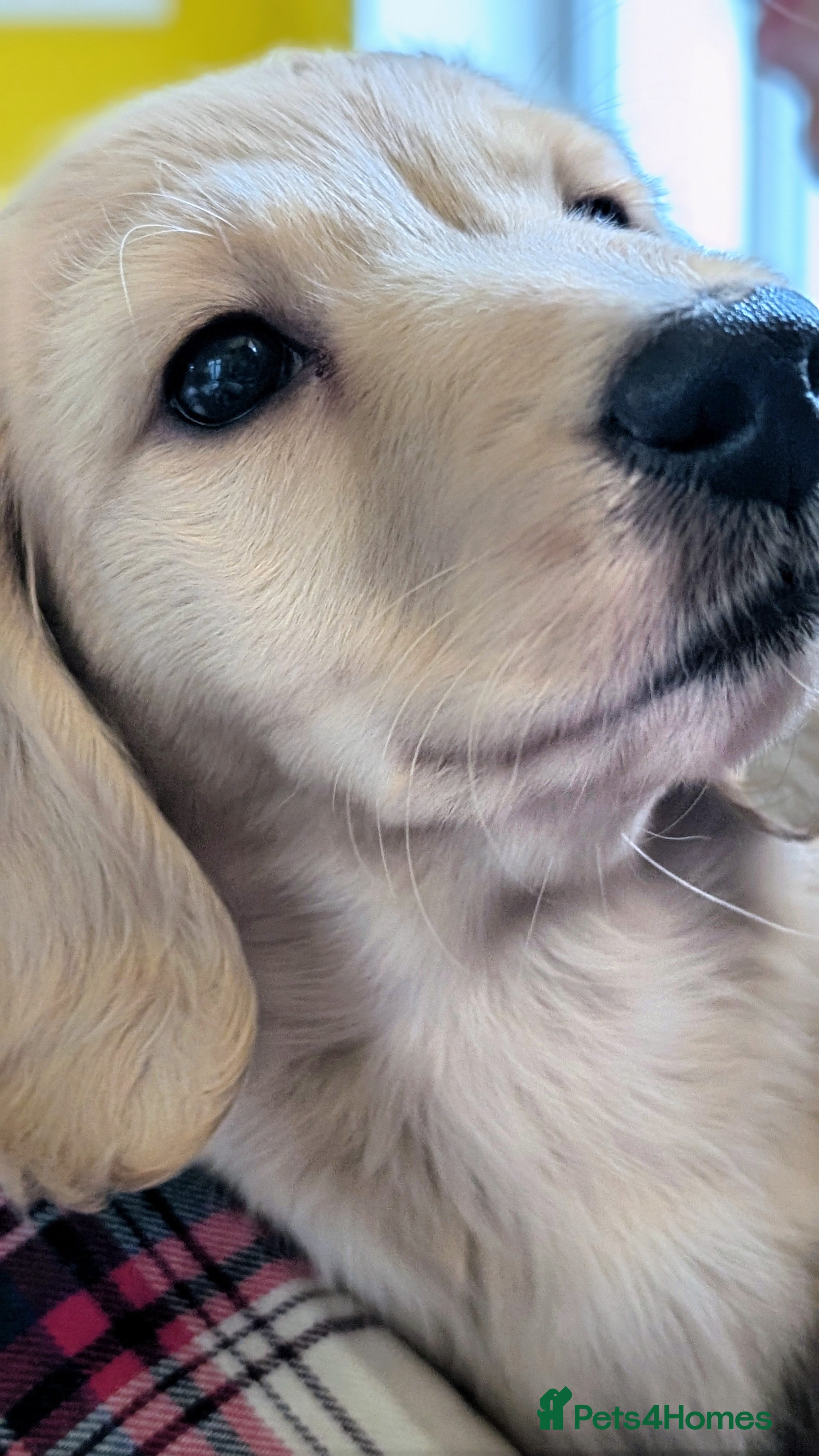 Miniature Dachshund dogs Long-Haired Cream Miniature Dachshund  - Advert 17