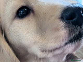 Miniature Dachshund dogs Long-Haired Cream Miniature Dachshund - Advert 4