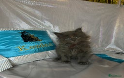 Maine Coon cats for sale: Beautiful GCCF reg Mainecoon kittens available  - Image 18