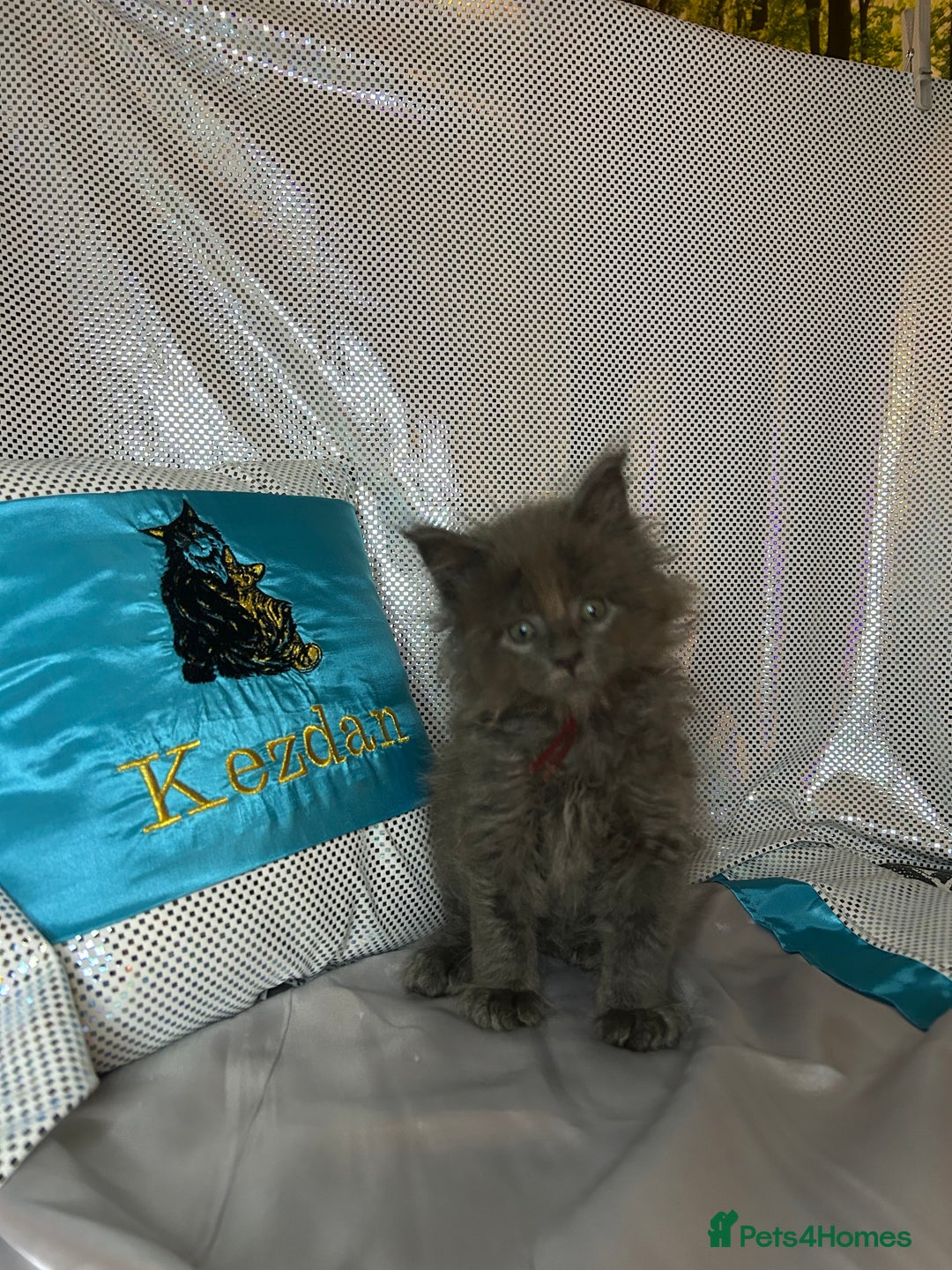 Maine Coon cats for sale: Beautiful GCCF reg Mainecoon kittens available  - Image 18
