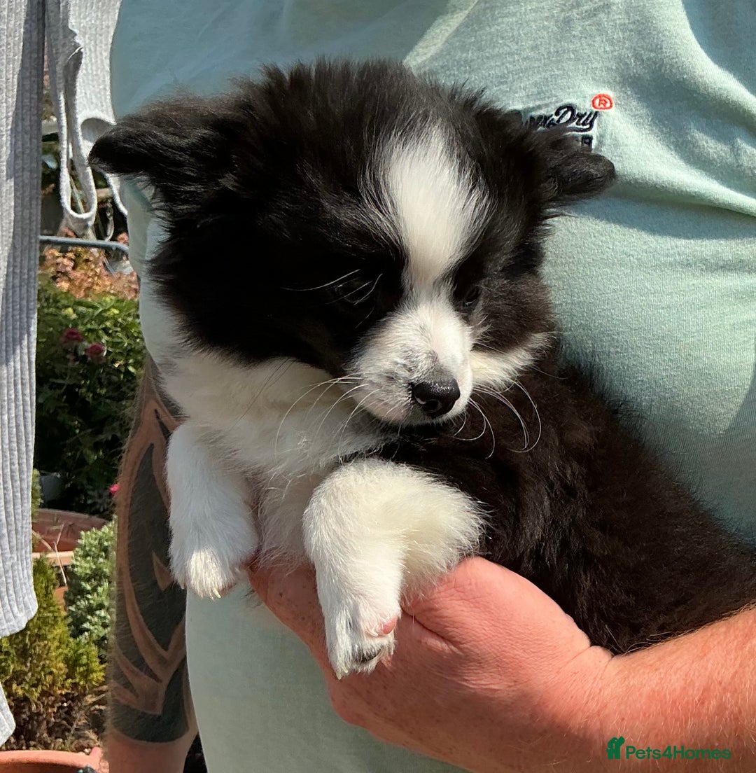 Pomchi dogs for sale: Pomchi - Image 4