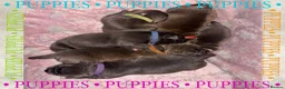 Staffordshire Bull Terrier dogs for sale: Beautiful Blue Staffy Pups - Advert 4