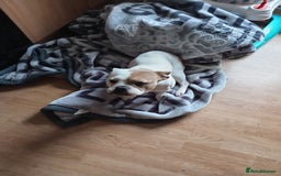 Mixed Breed dogs for sale: Staff cross Frenchie  - Image 5