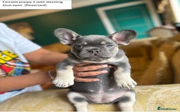 French Bulldog dogs for sale: KC Registered French Bulldog puppies for sale - Image 11