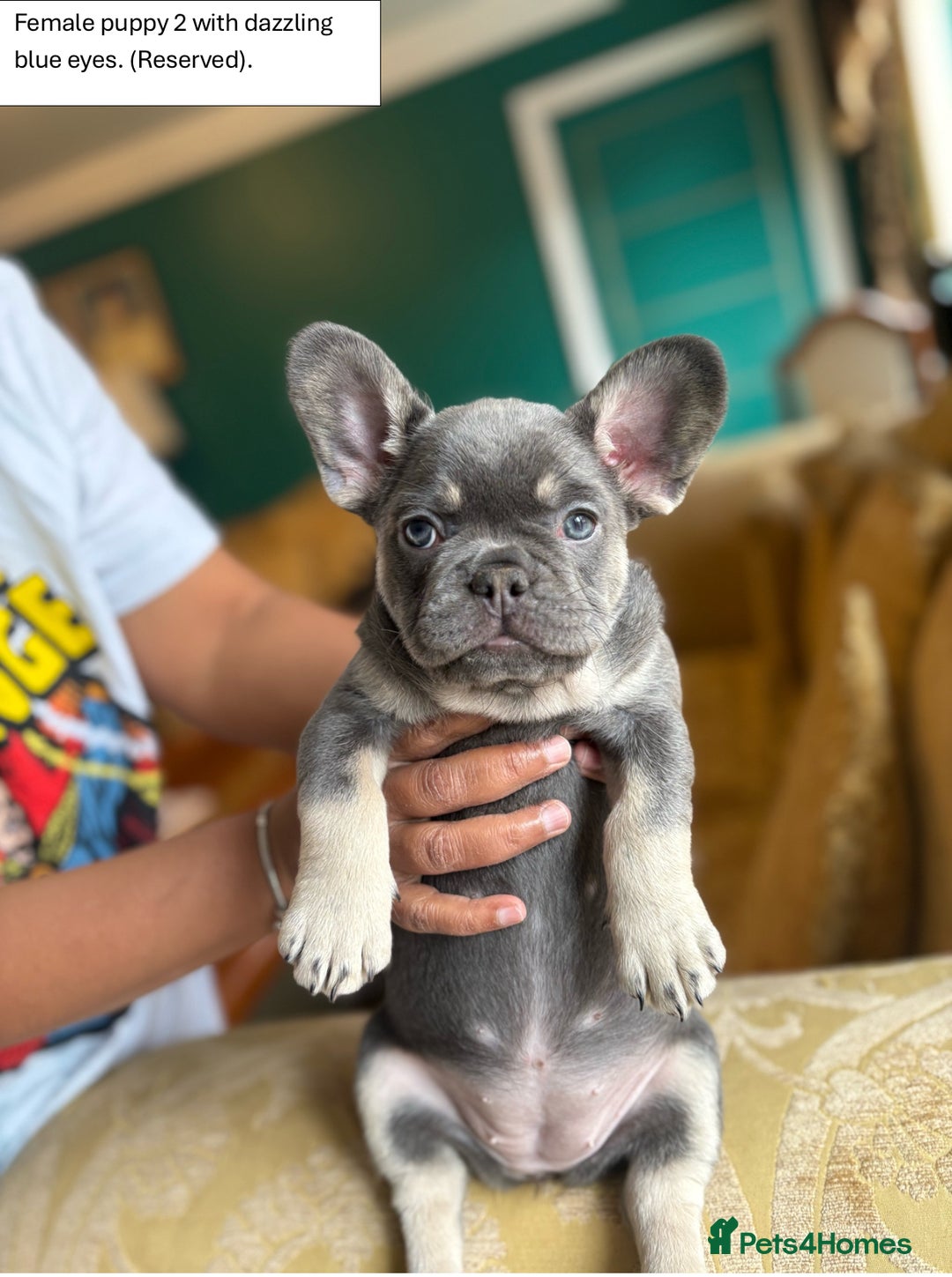 French Bulldog dogs for sale: KC Registered French Bulldog puppies for sale - Image 11