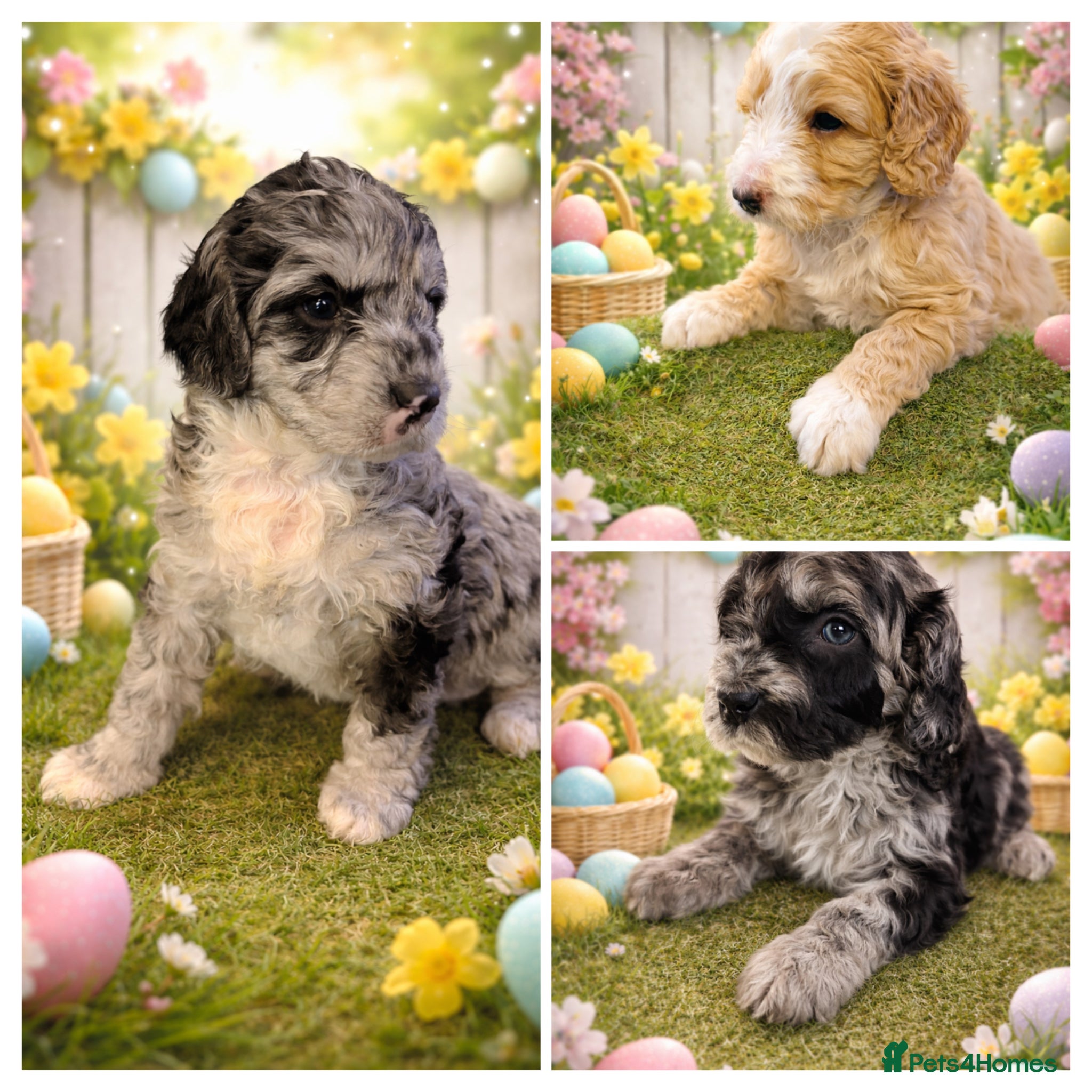 Australian Labradoodle dogs AUSTRALIAN LABRADOODLE  - Advert 5