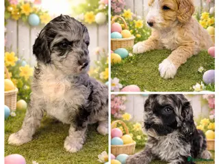 Australian Labradoodle dogs AUSTRALIAN LABRADOODLE - Advert 5