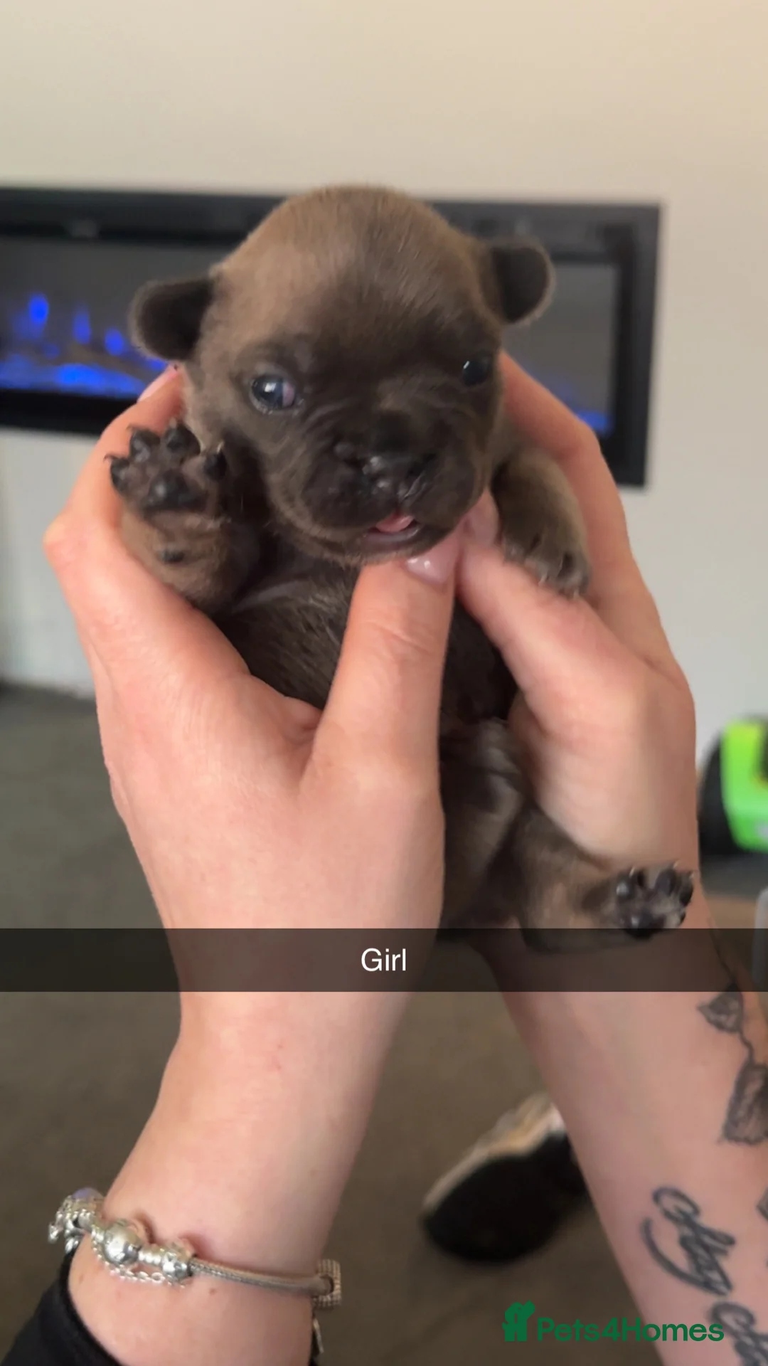 French Bulldog dogs for sale: Litter of 6 raised by a family with children  - Advert 12