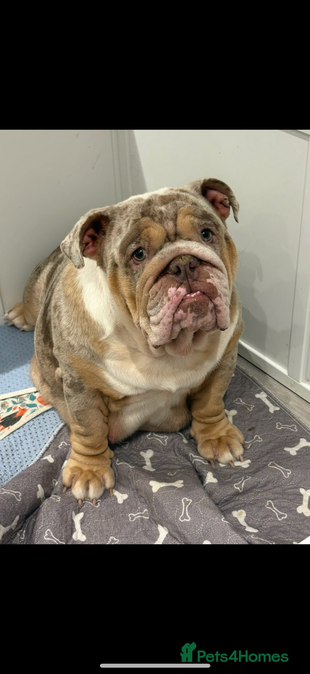 English Bulldog dogs for sale: Kc litter outstanding bloodlines bulldog pups  - Image 29