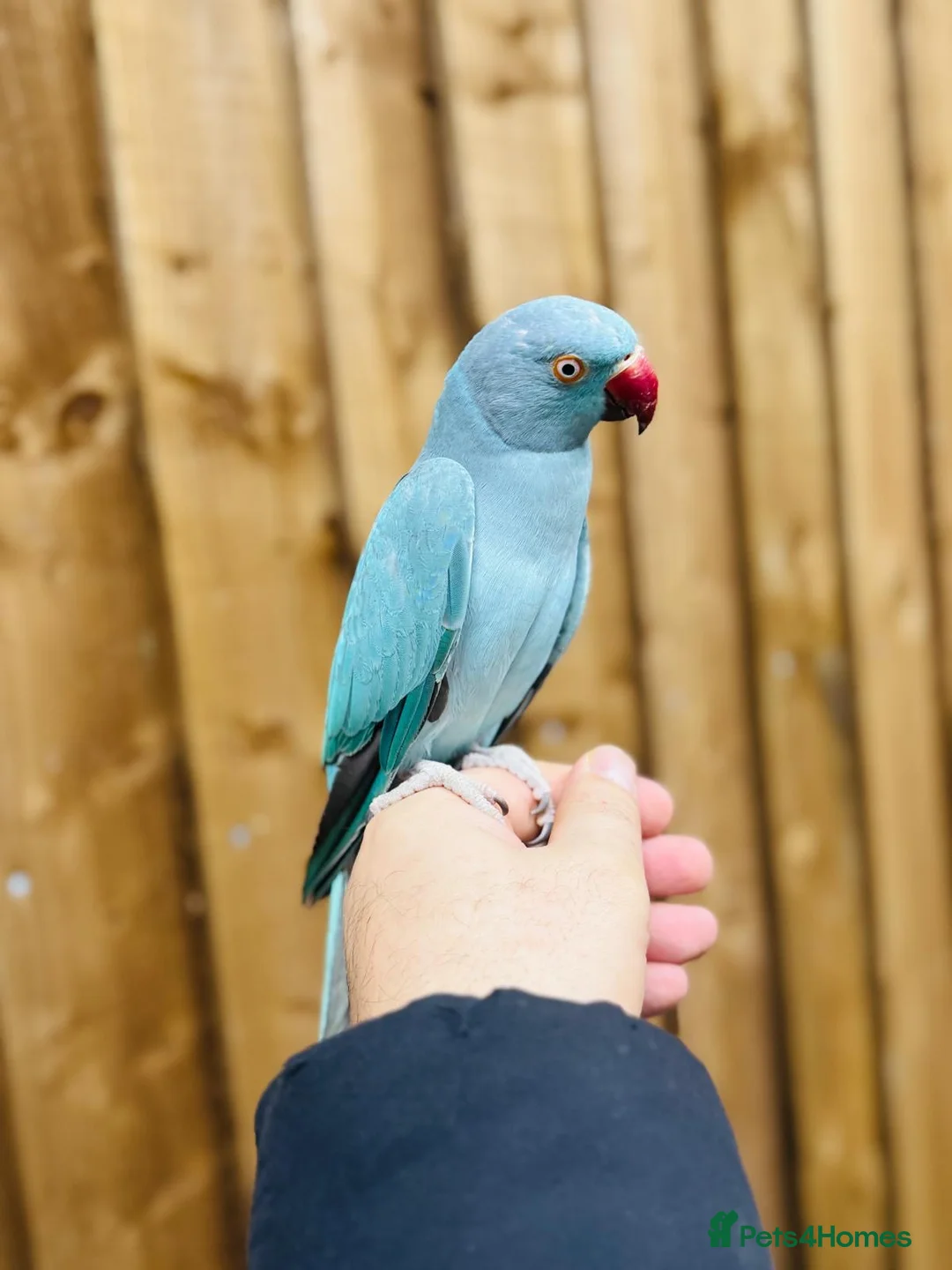 Ringnecks birds for sale: Baby blue ring neck  - Advert 6