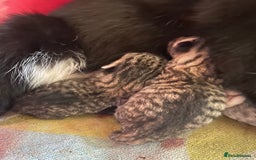 British Shorthair cats for sale: 4 beautiful kittens - Image 10