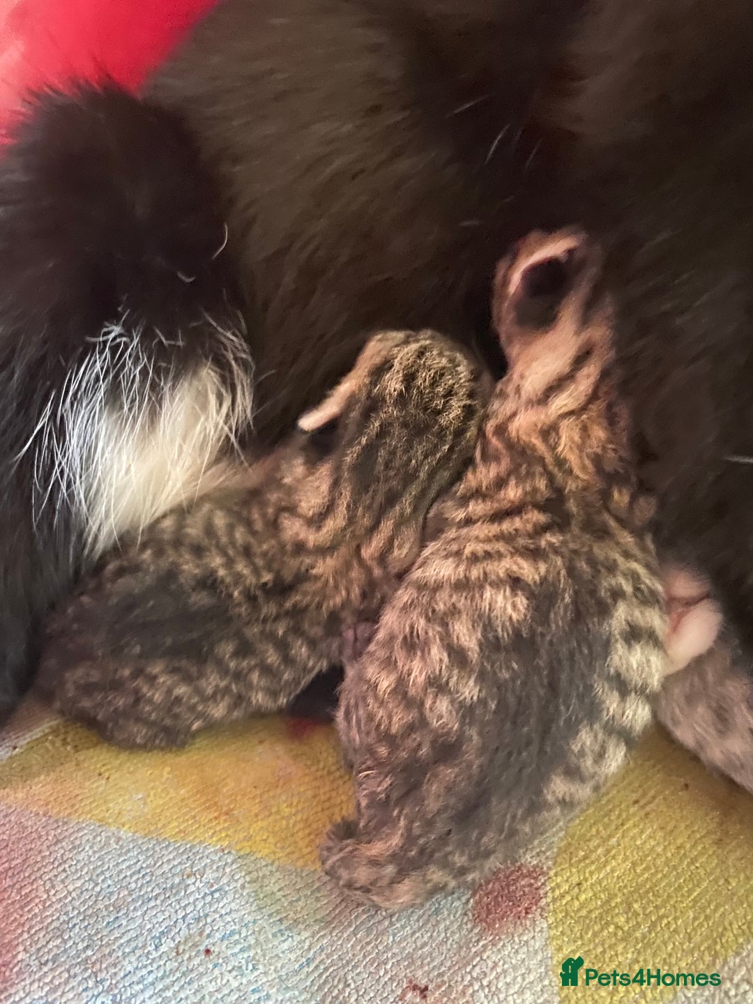 British Shorthair cats for sale: 4 beautiful kittens - Image 10