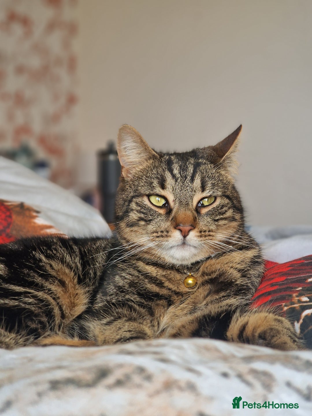 Mixed Breed cats for sale: Cat for rehoming - Advert 7