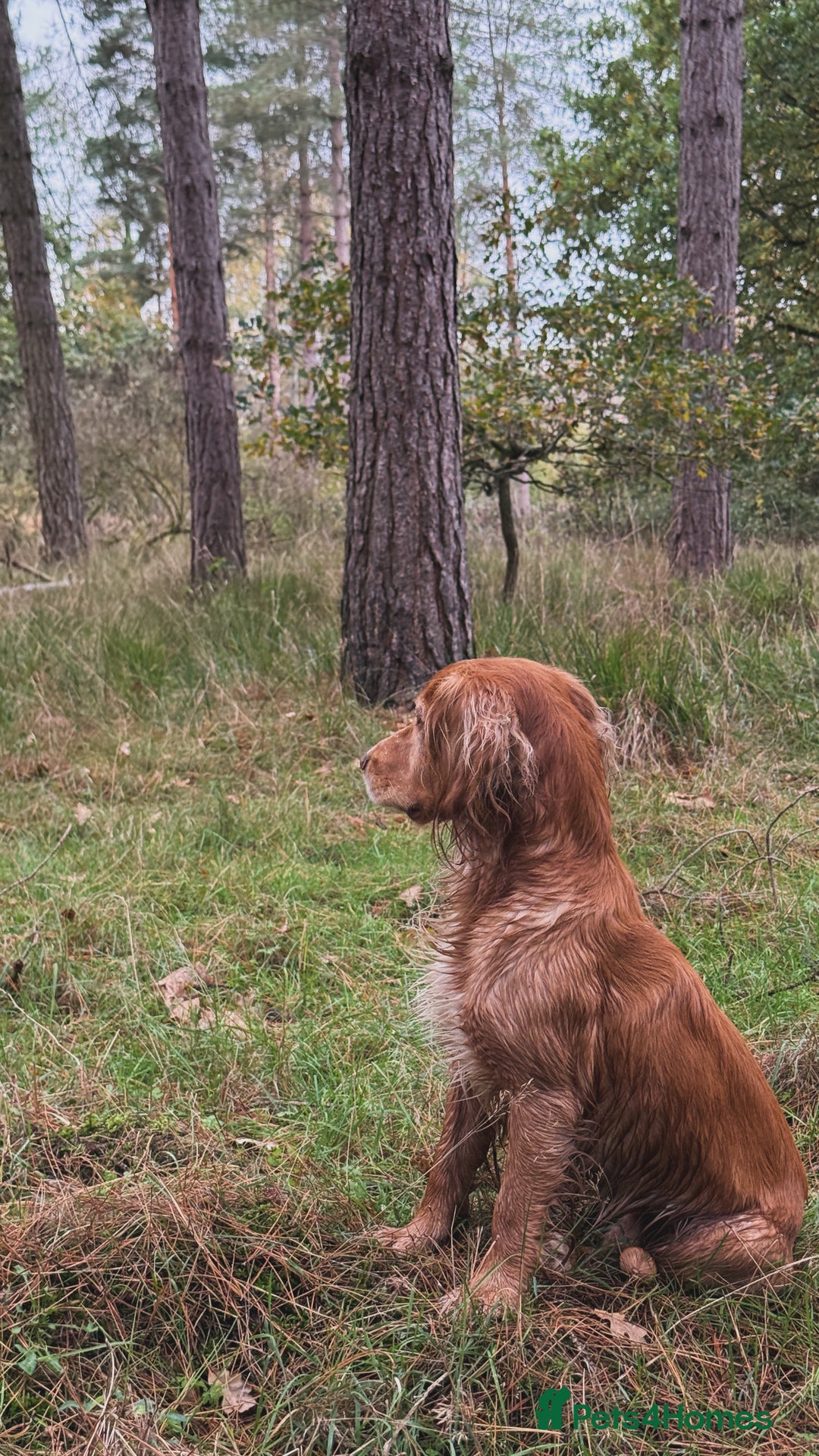 Cocker Spaniel dogs for stud: Working Gun Dog Stud  - Advert 6