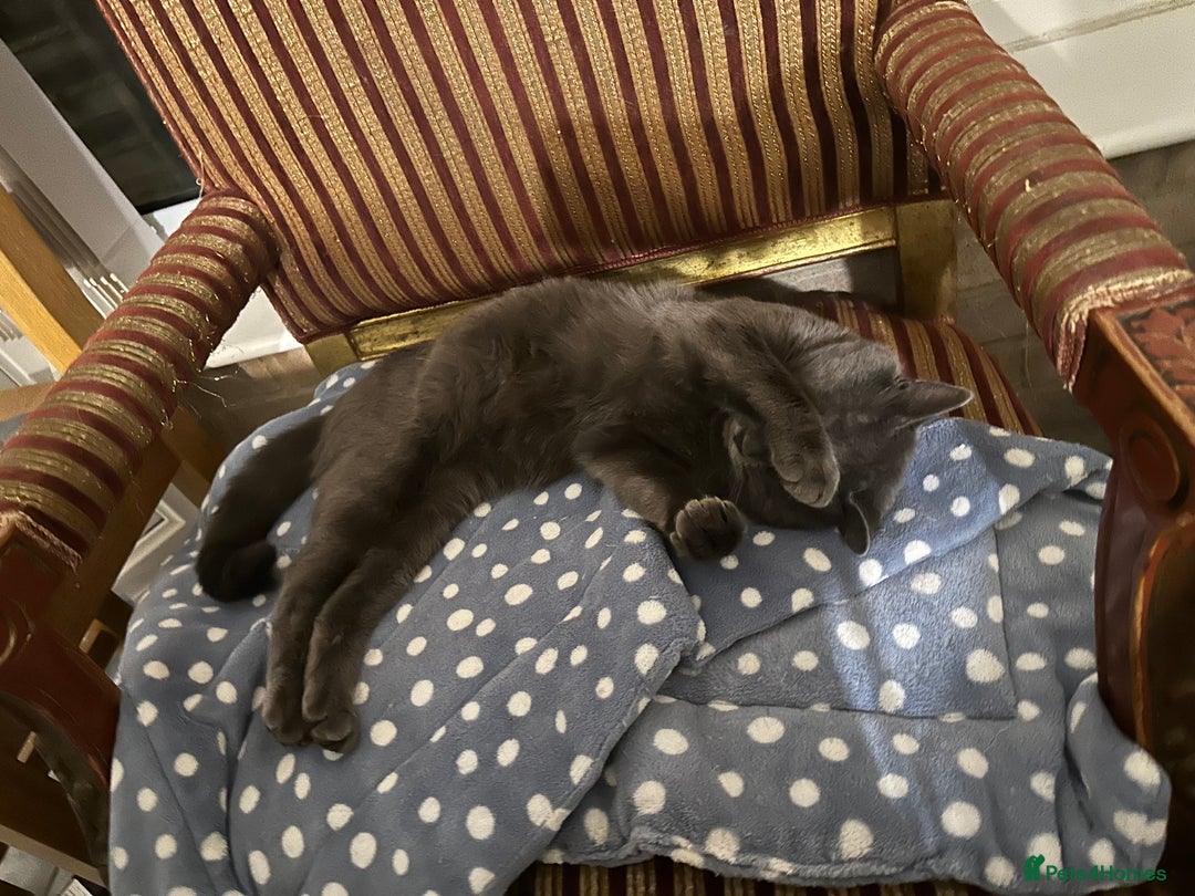 Chartreux cats for sale: ADOPTION - Perfect Cat - Rare Breed - Image 6
