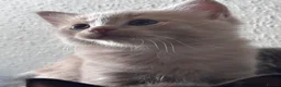 Mixed Breed cats for sale: ✨ 🐾 Kittens ready from today 🐾✨ - Advert 12