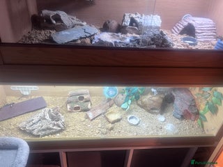 Mixed Breed reptiles 3x reptiles & full set ups, can sell separately - Advert 13