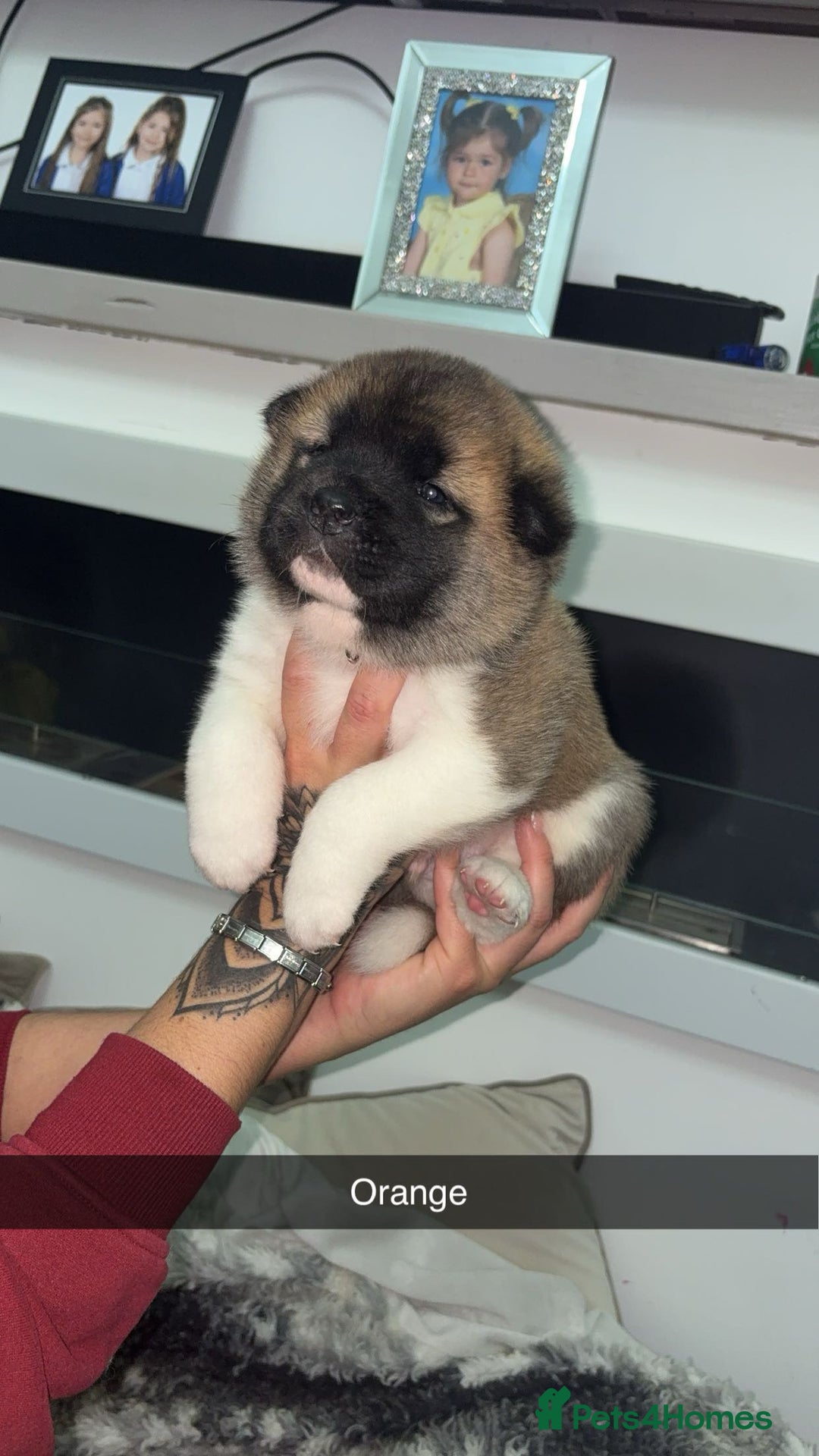Mixed Breed dogs for sale: 3/4 American Akita x Husky  - Advert 11