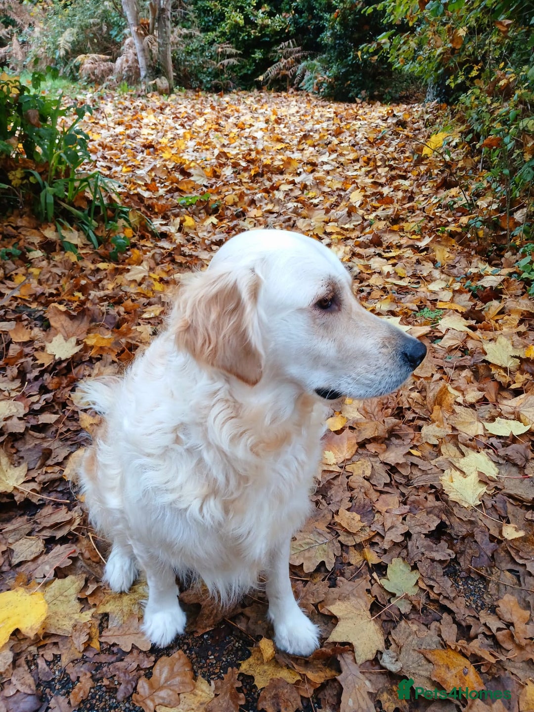 Golden Retriever dogs for sale: Gorgeous Golden Retriever  - Advert 4