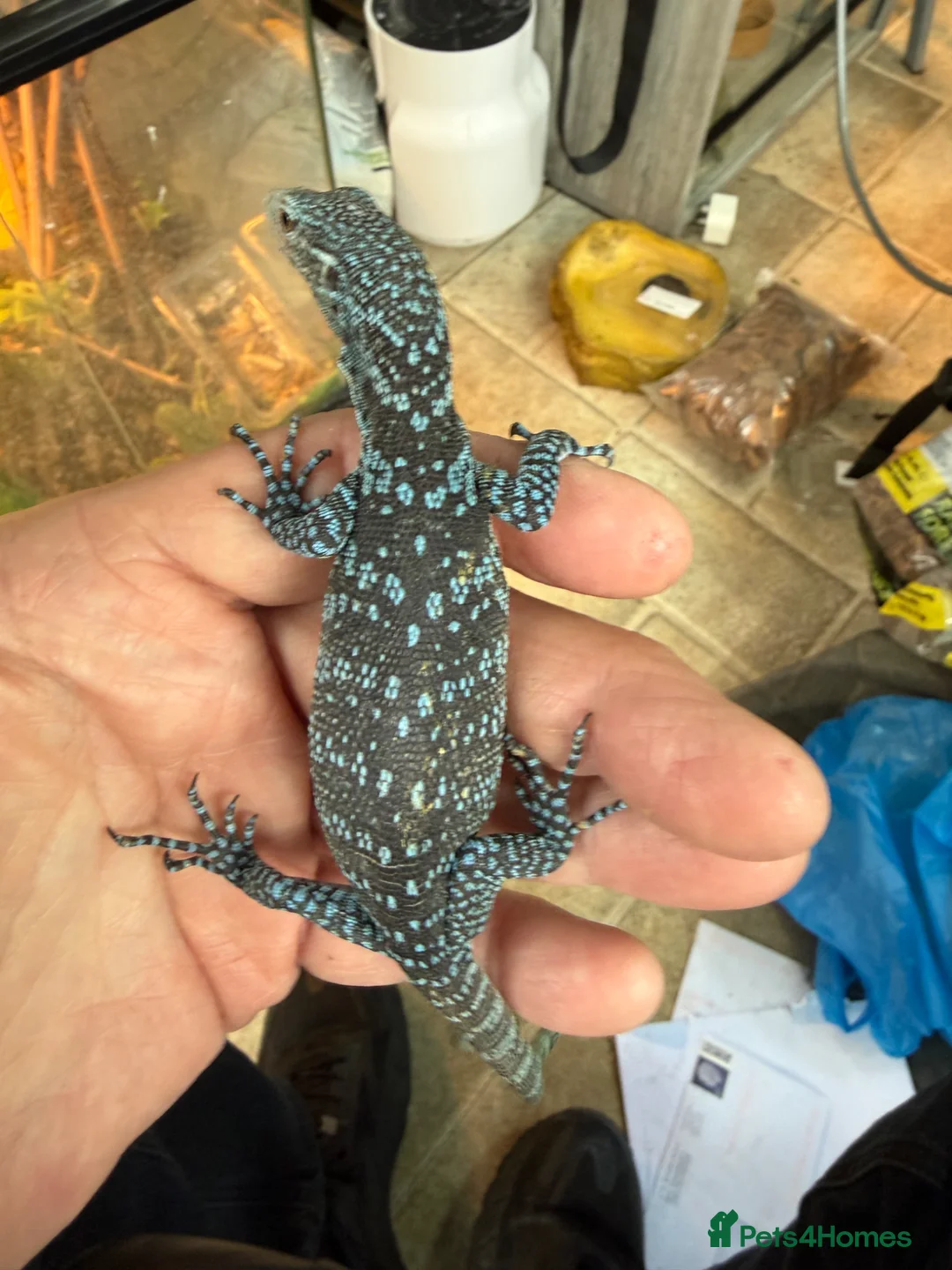 Monitor reptiles for sale: Blue Tree Monitor CB baby - Advert 6