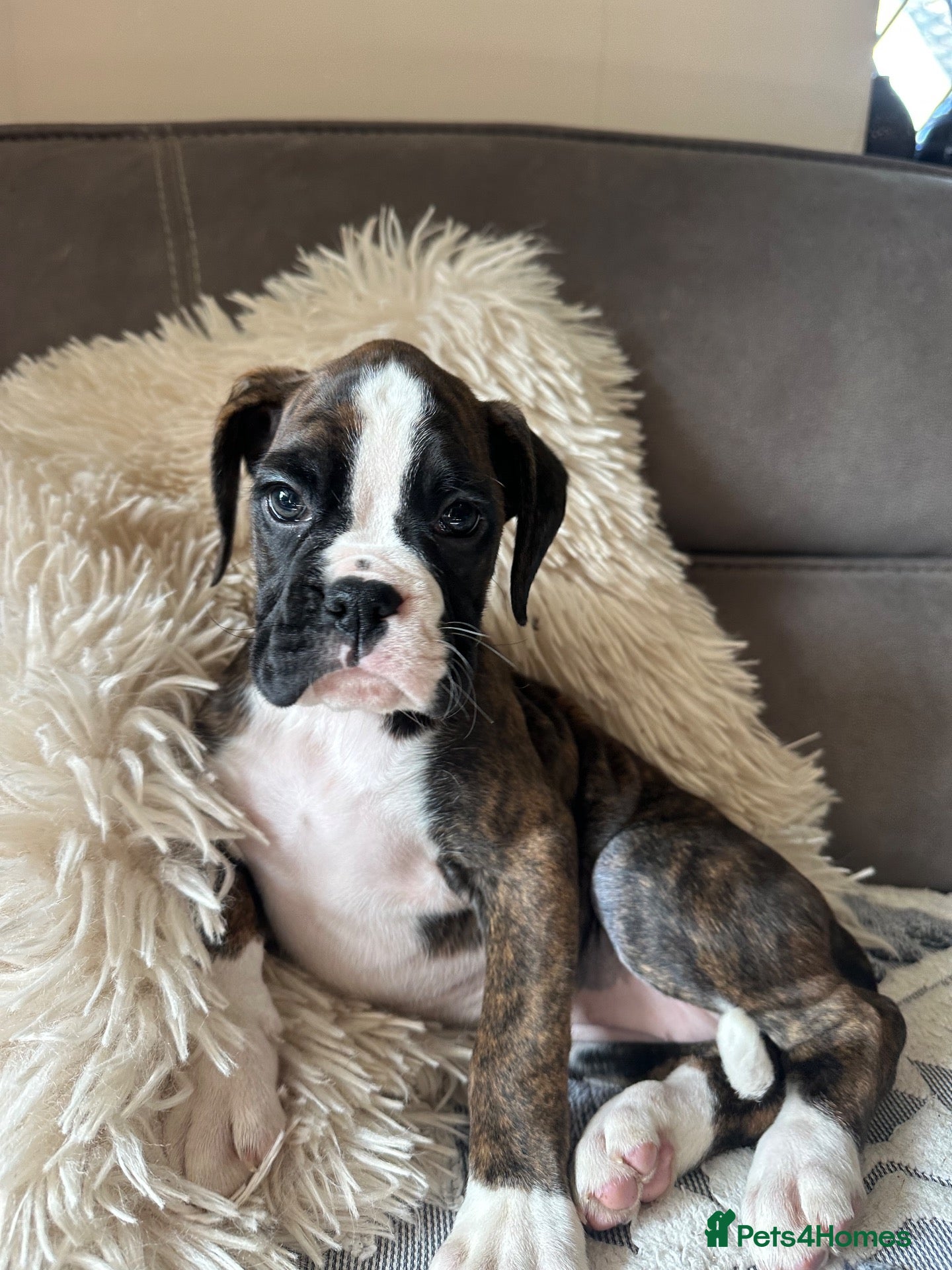 Boxer dogs KC Registered Boxer Puppies - health tested - Advert 2