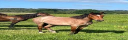 New Forest horses for sale: Geldings  - Advert 3