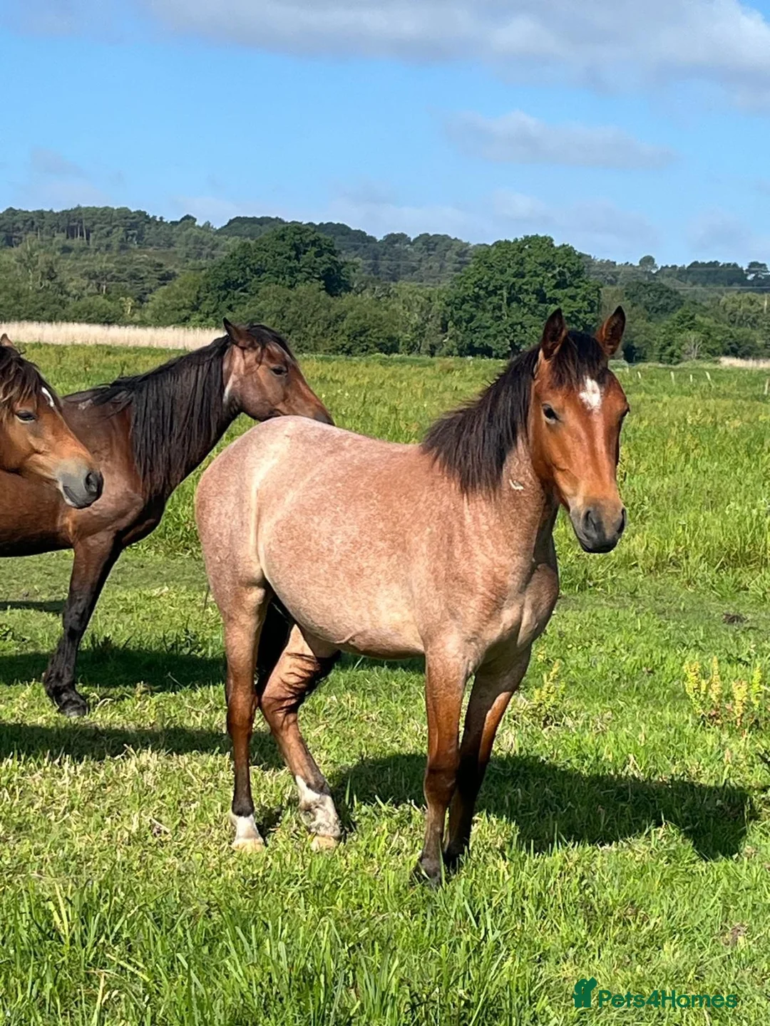 New Forest horses for sale: Geldings  - Advert 4