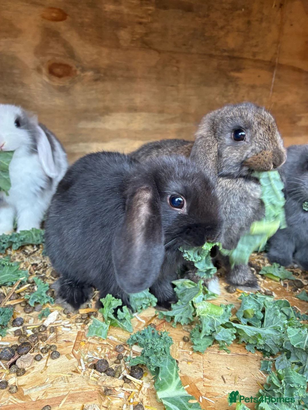 Mini Lop rabbits for sale: Baby mini lops / lion lops - Advert 1