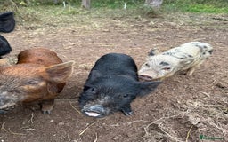 Pig livestock for sale: Adorable Pet Kune Kune cross piglets for sale - Image 5