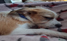 Mixed Breed dogs for sale: Hi my name is Boo - Image 4