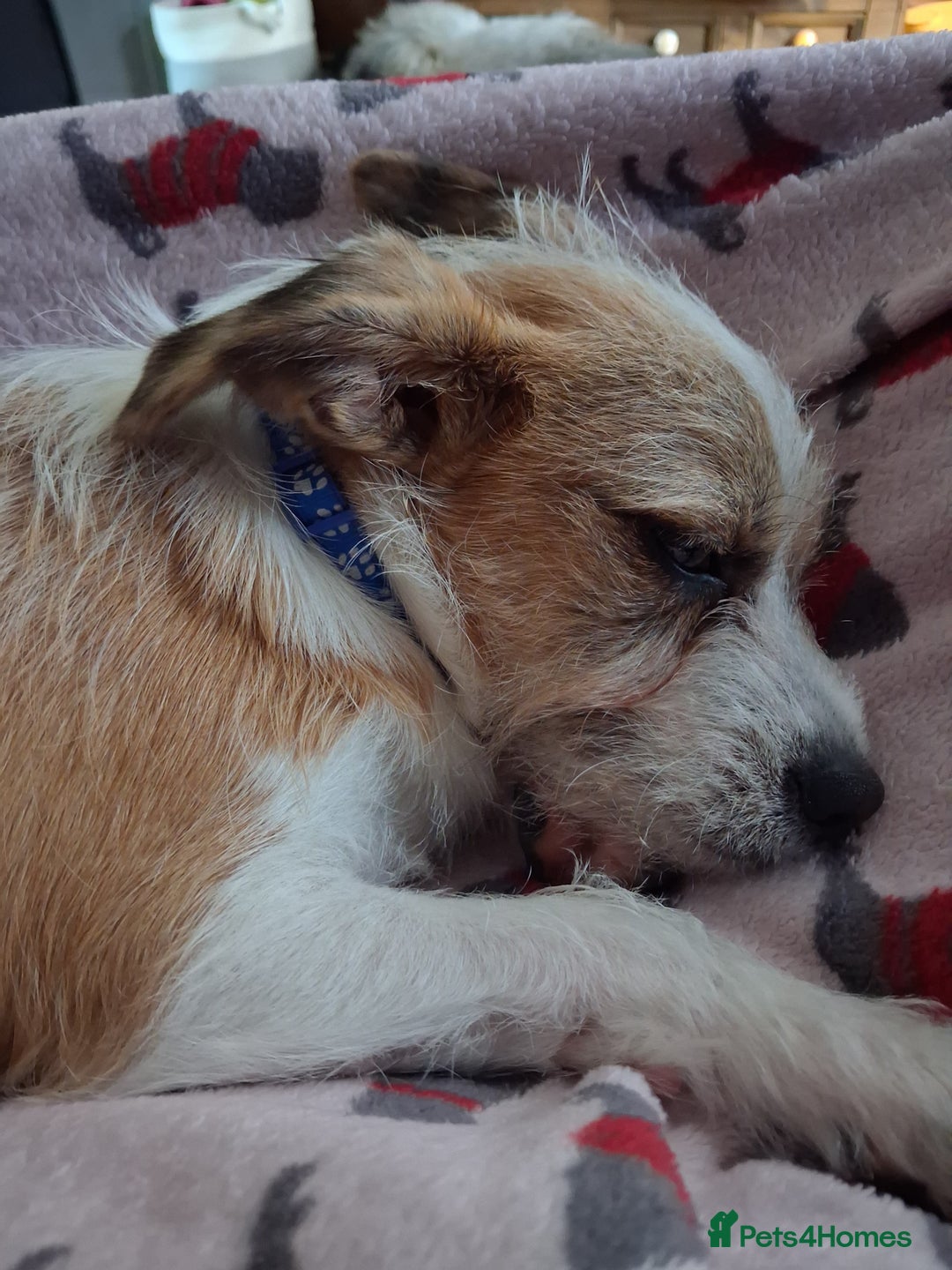 Mixed Breed dogs for sale: Hi my name is Boo - Image 4