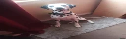 Dalmatian dogs for sale: Pongo - Advert 1