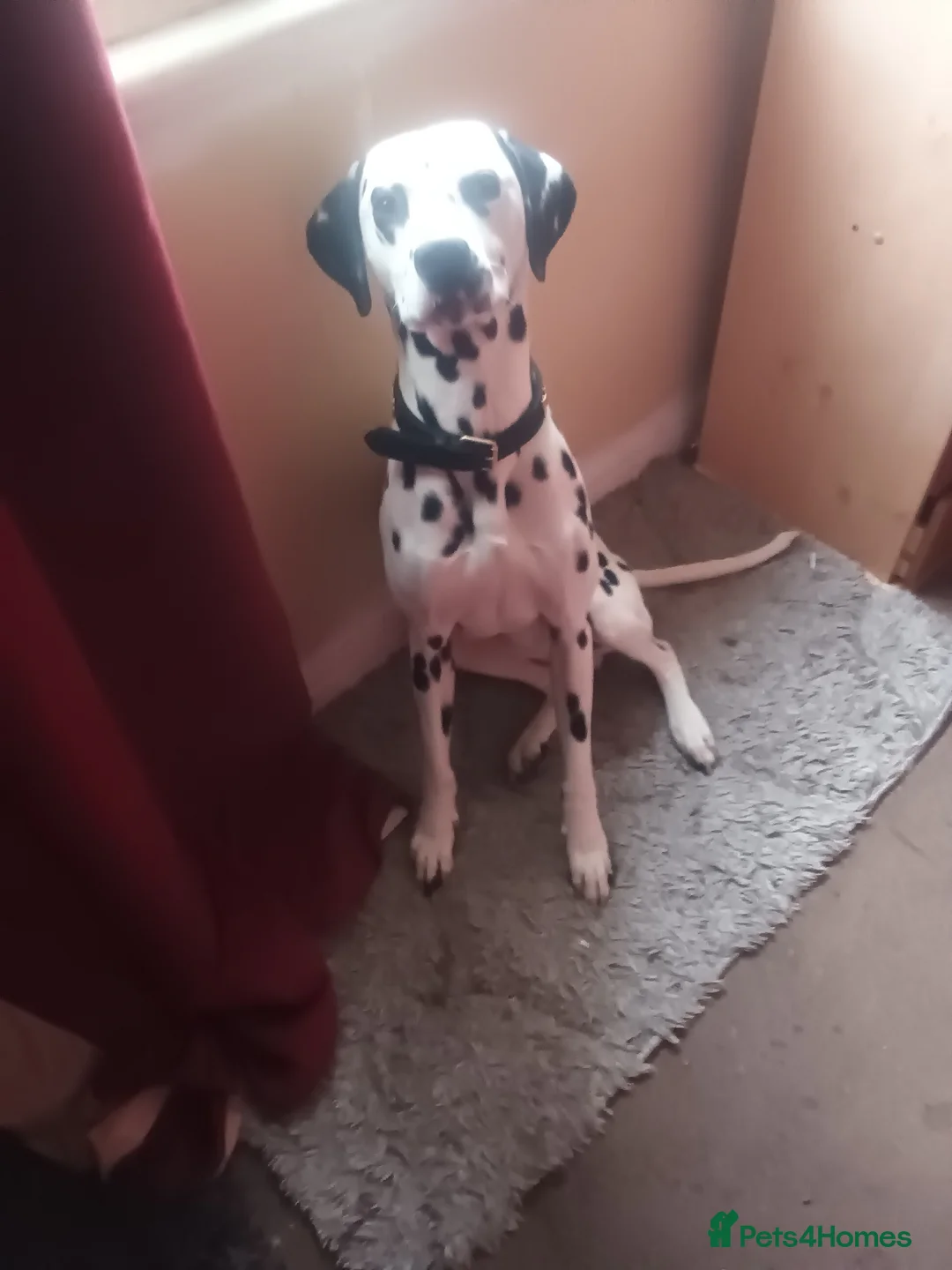 Dalmatian dogs for sale: Pongo - Advert 1