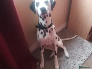 Dalmatian dogs Pongo - Advert 3