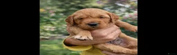 Golden Retriever dogs for sale: Fox red golden retriever puppies  - Advert 7