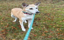 Canaan Dog dogs for adoption: Sahara  - Advert 2