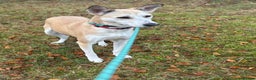 Canaan Dog dogs for adoption: Sahara  - Advert 2