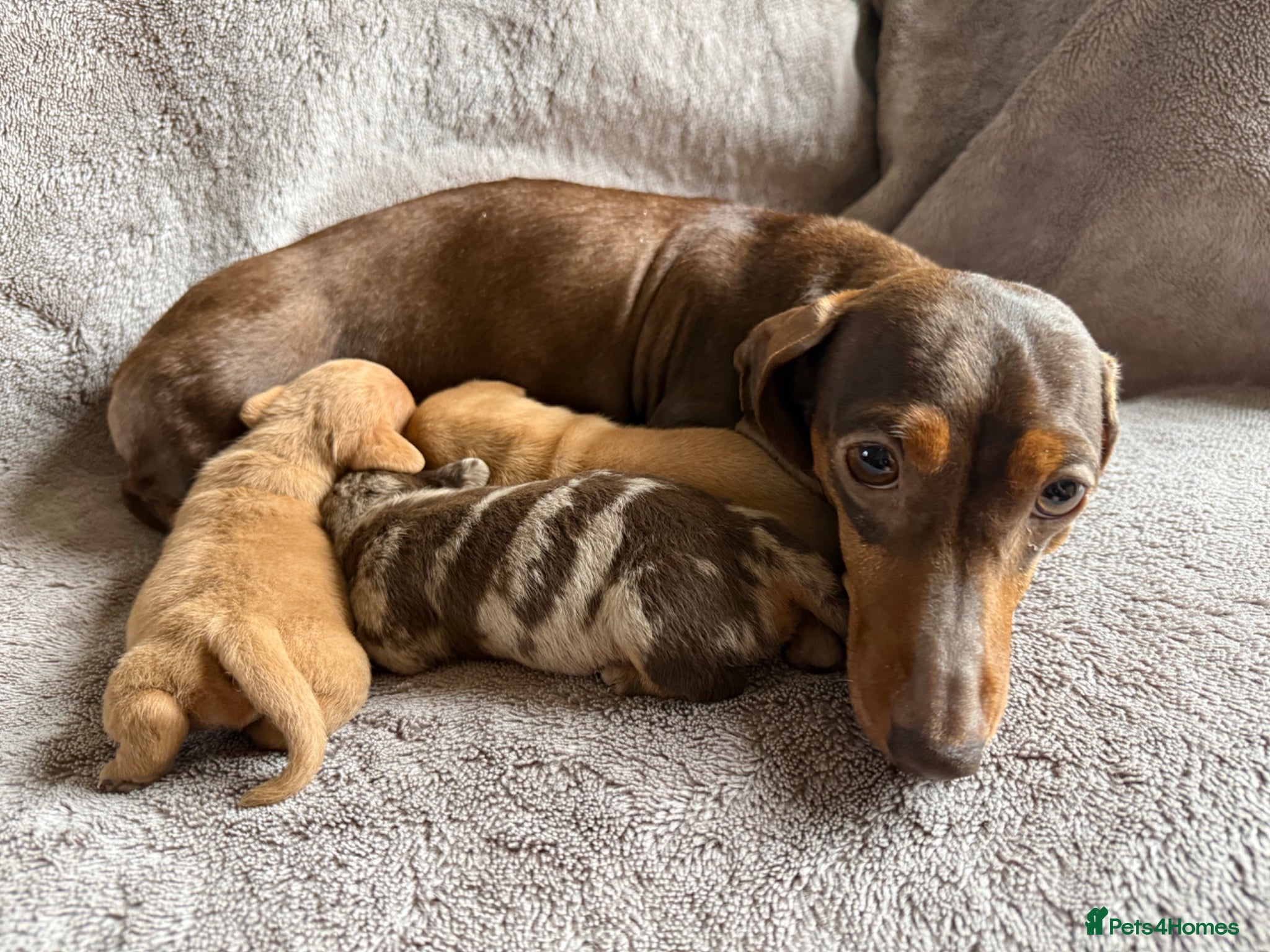 Miniature Dachshund dogs KC Registered MIniature Dachshunds  - Advert 2