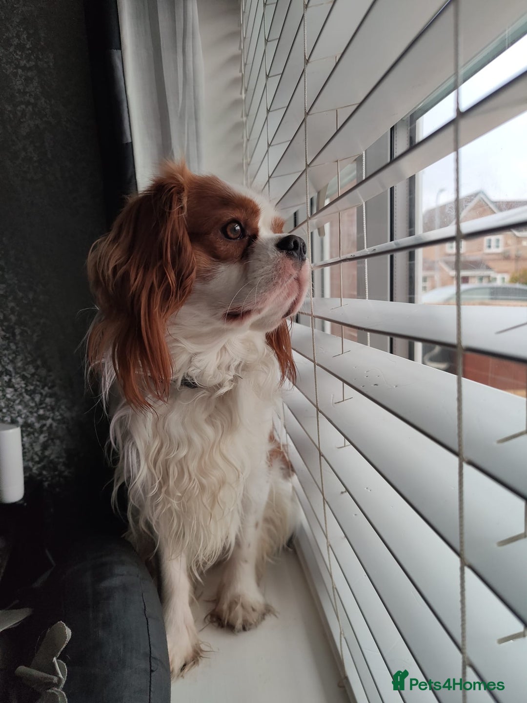Cavalier King Charles Spaniel dogs for stud: Cavalier King Charles Spaniel available for Stud in Liverpool - Advert 6