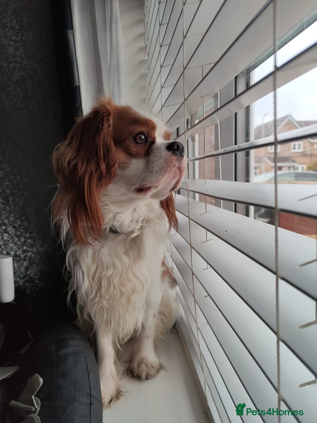 Cavalier King Charles Spaniel dogs for stud: Cavalier King Charles Spaniel available for Stud in Liverpool - Advert 6