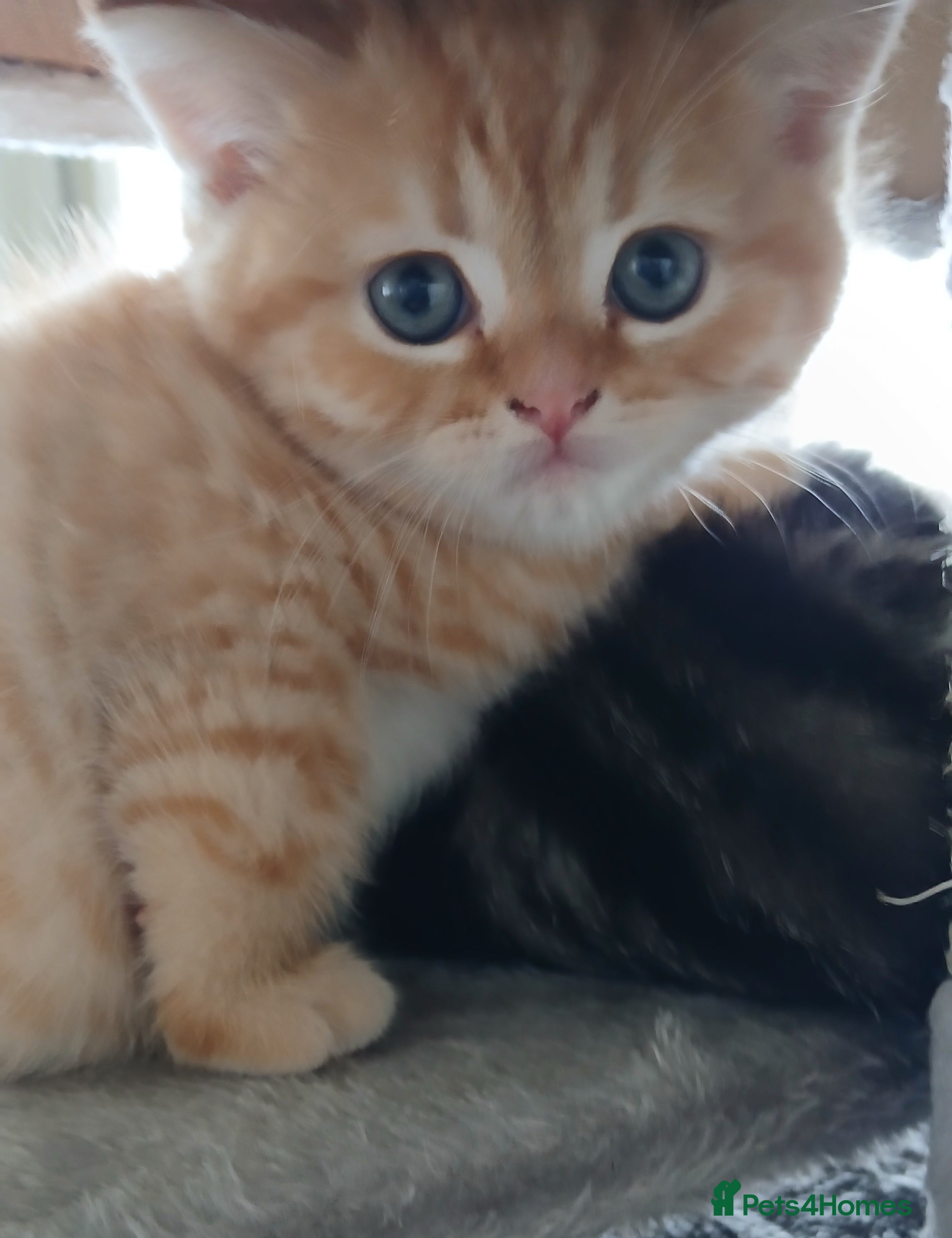 Mixed Breed cats Only one ginger kitten boy is available. - Advert 10