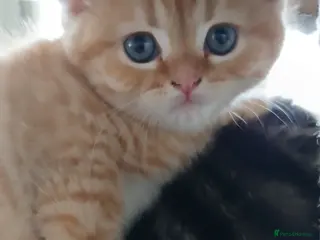 Mixed Breed cats Only one ginger kitten boy is available. - Advert 10
