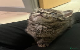 Mixed Breed cats for sale: Adorable mixed breed kittens  - Advert 23