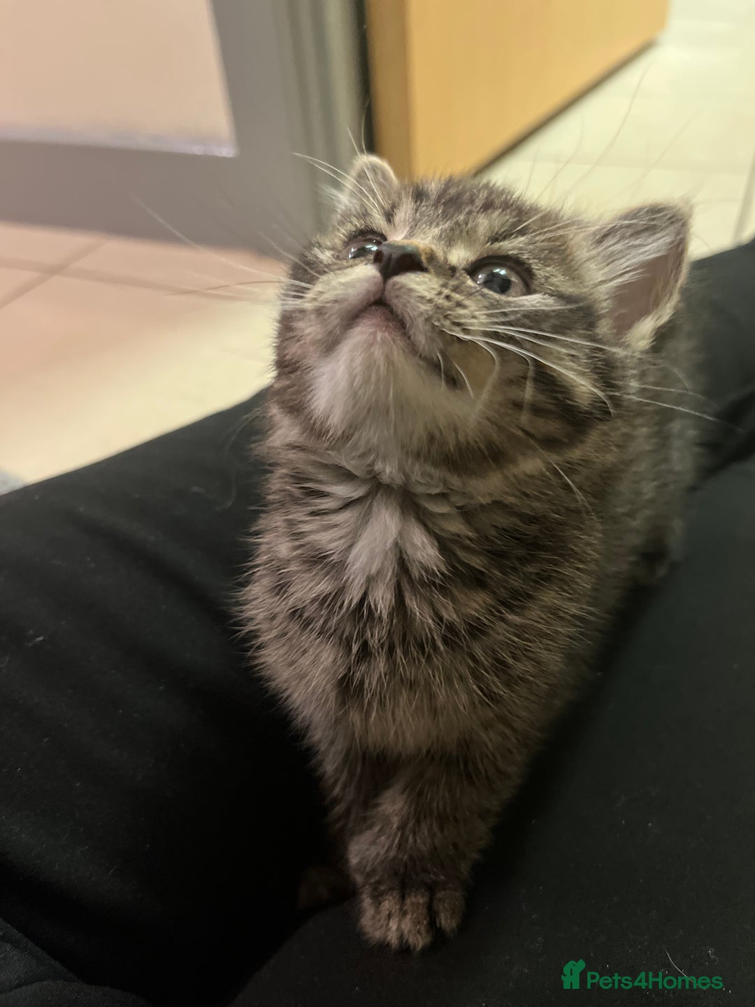 Mixed Breed cats for sale: Adorable mixed breed kittens  - Advert 23