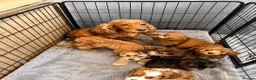 Cockapoo dogs for sale: Cockapoo puppies F1 READY NOW  - Advert 2