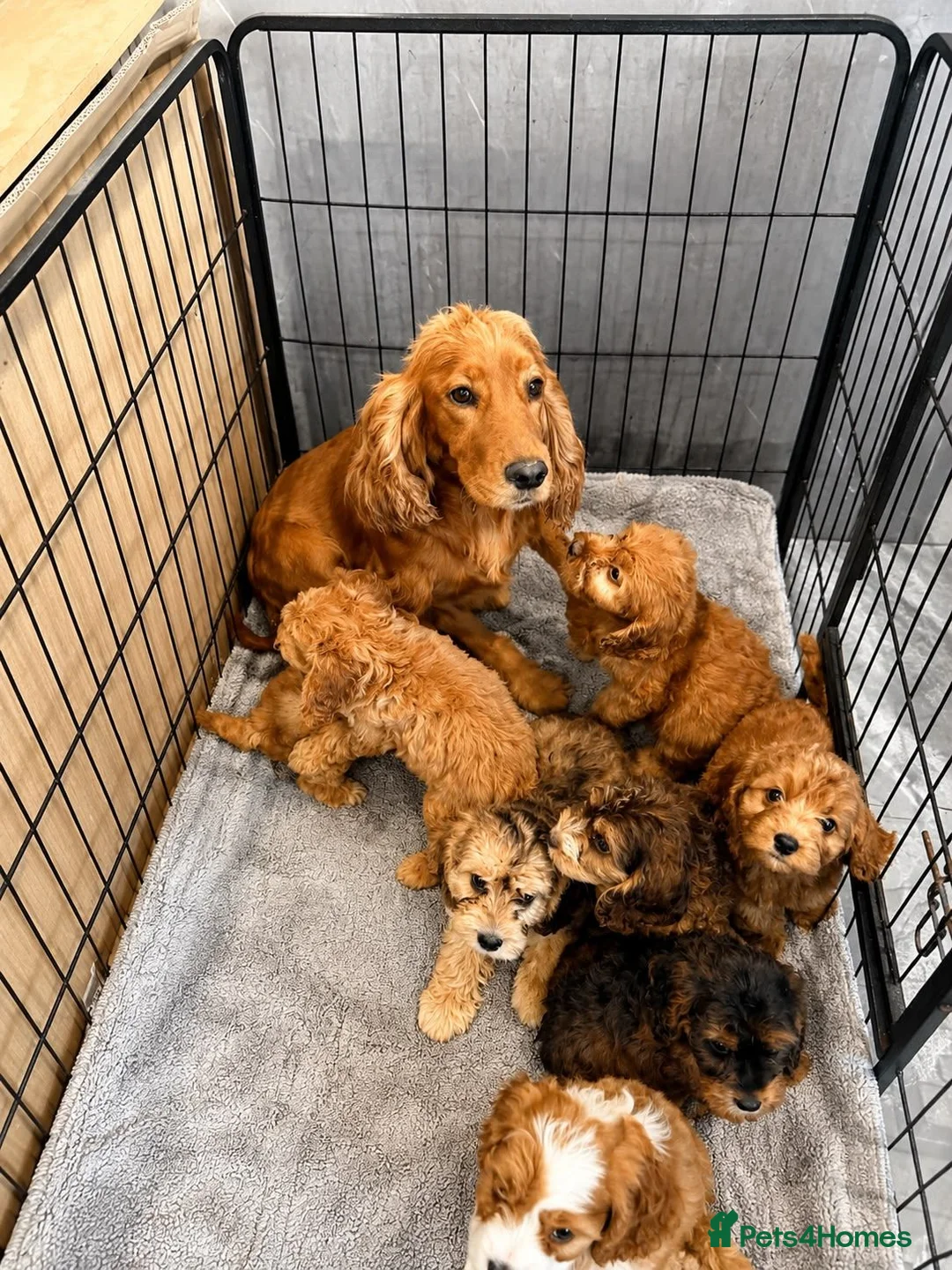 Cockapoo dogs for sale: Cockapoo puppies F1 READY NOW  - Advert 2