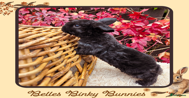 Mini Lop rabbits - Advert 9