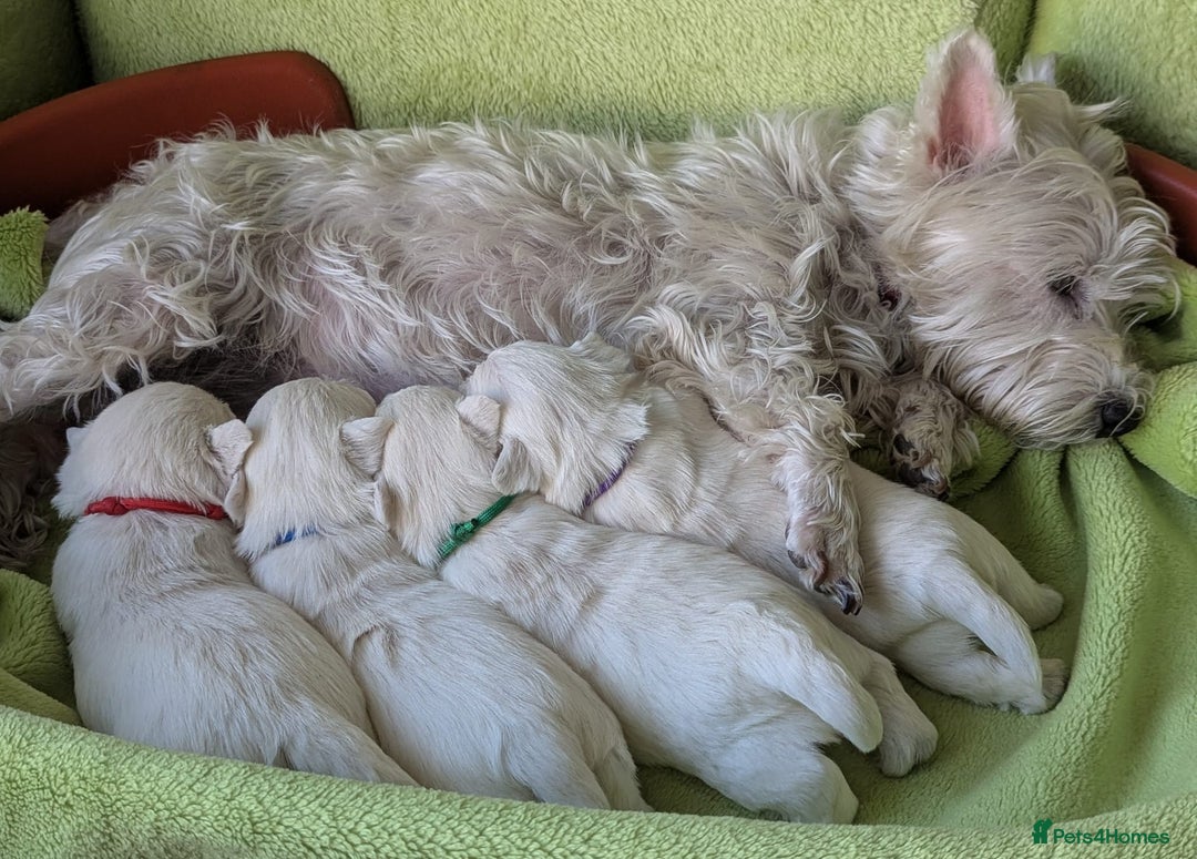 West Highland Terrier dogs for sale: Beautiful KC Registered White WestHighland Terrier - Advert 5