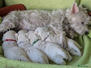 West Highland Terrier dogs Beautiful KC Registered White WestHighland Terrier - Advert 3