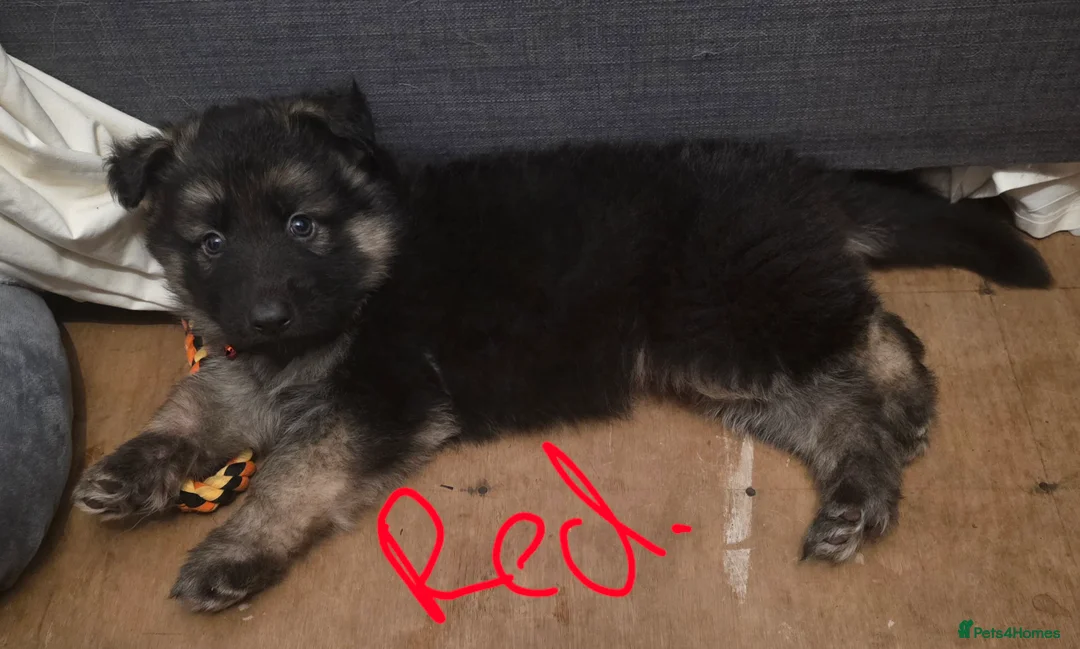 German Shepherd dogs for sale: German shepherd puppies - Advert 10